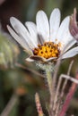 White and purple African Daisy Osteospermum Wild flower growing during spring Royalty Free Stock Photo